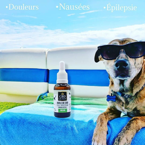 huile de CBD pour Animaux à Nice
