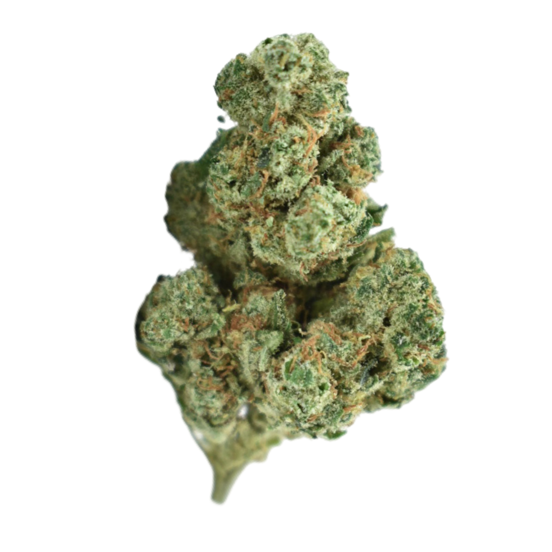 AMNESIA (THV2)